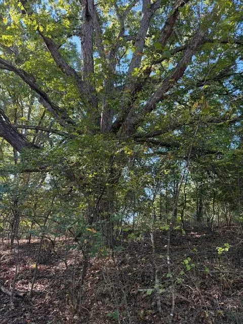 Tbd Us Hwy 65, Walnut Shade, MO 65771 - #2