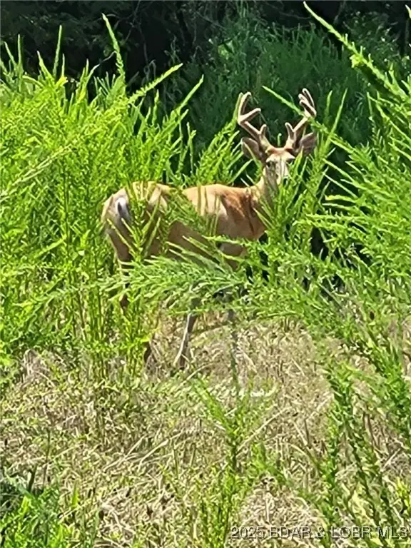 Bowden Place #1471, Edwards, MO 65326 - Image #3