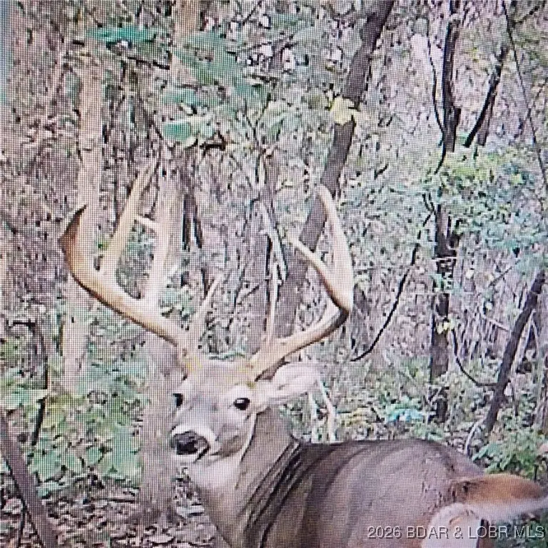 Lot 2 State Aa Road, Roach, MO 65787 - Image #1