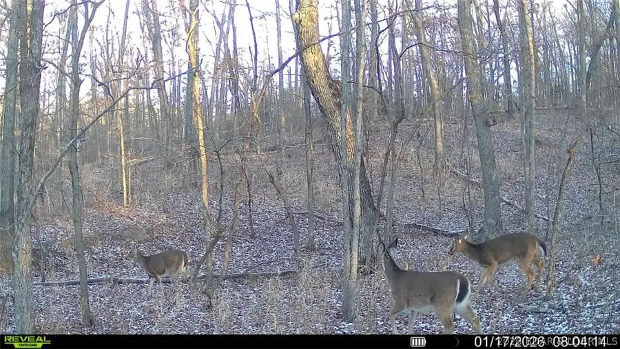 20+- Acres Mccasland Rd, Buffalo, MO 65084 - #3
