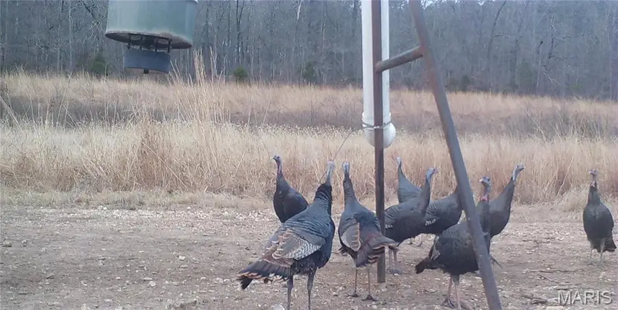 32315 County Road 325, Eminence, MO 65466 - Image #3