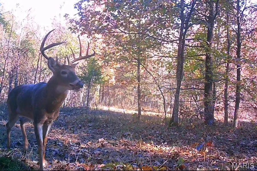 00 Hwy. Bb, Fairdealing, MO 63939 - Image #2