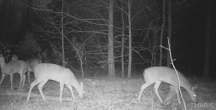 00 Hwy. Bb, Fairdealing, MO 63939 - Image #3