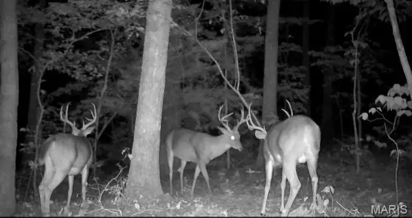 0 Hollandsworth Road, Rosebud, MO 63091