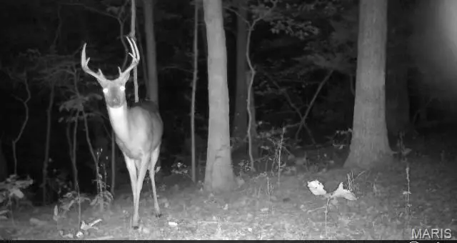 0 Hollandsworth Road, Rosebud, MO 63091 - Image #2