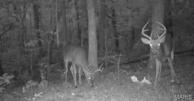 0 Hollandsworth Road, Rosebud, MO 63091 - Image #3