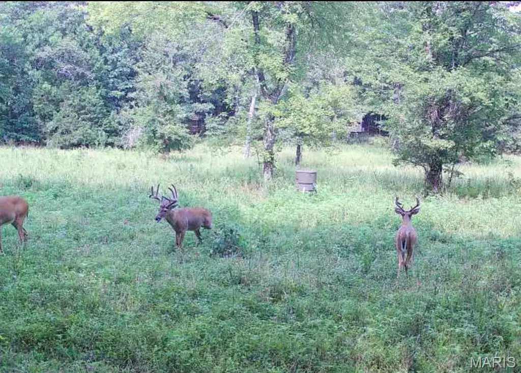 000 Carter 254, Grandin, MO 63943 - Image #1