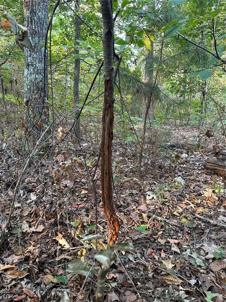 TBD Tract 1 Highway 34, Silva, MO 63964 - Image #2