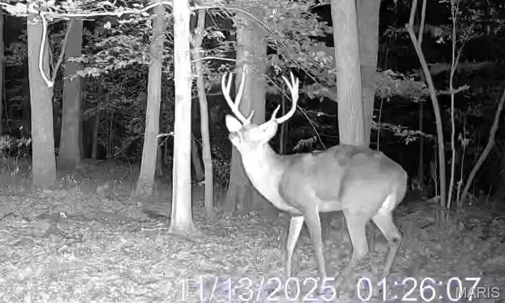 0000 Forest Road, Ava, IL 62907 - Image #1