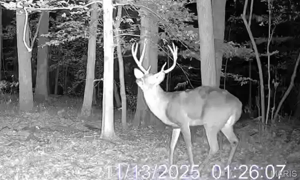 0000 Forest Road, Ava, IL 62907