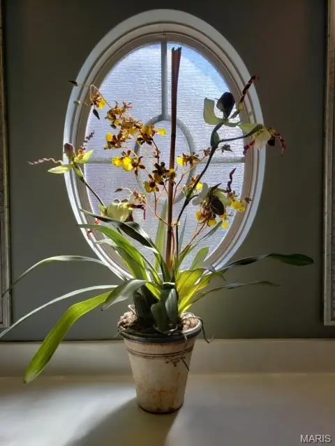 1515 New Brunswick Drive, Waterloo, IL 62298 - Image #3