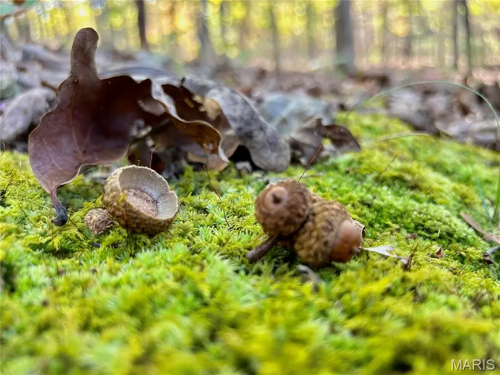 TBD Tract 7 County Road 4210, Salem, MO 65560 - Image #1