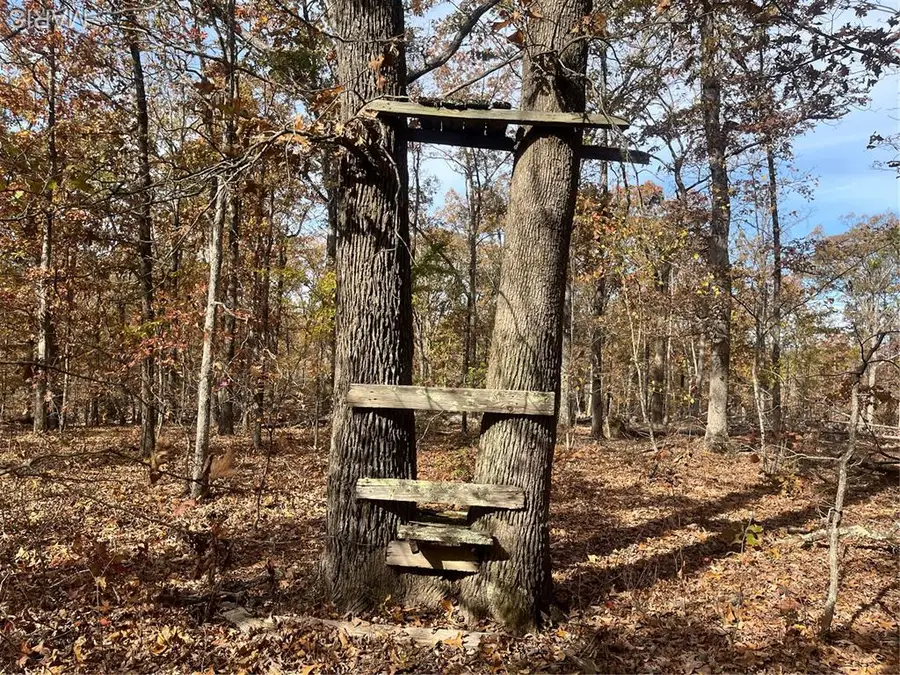 0 Forest Road 3123, Williamsville, MO 63967 - Image #3