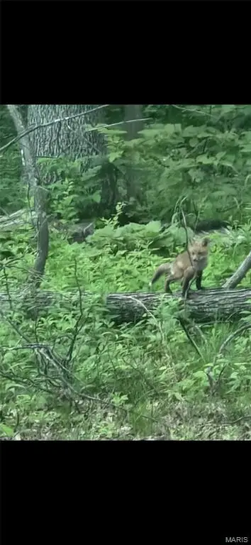 1855 Rock Springs Road, Wright City, MO 63390 - Image #3