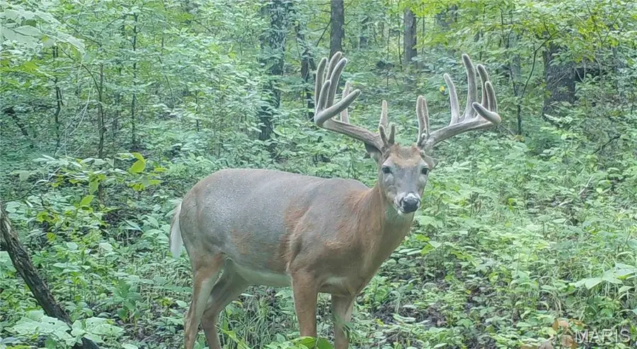 00 Missouri D Highway, Marthasville, MO 63357 - #2