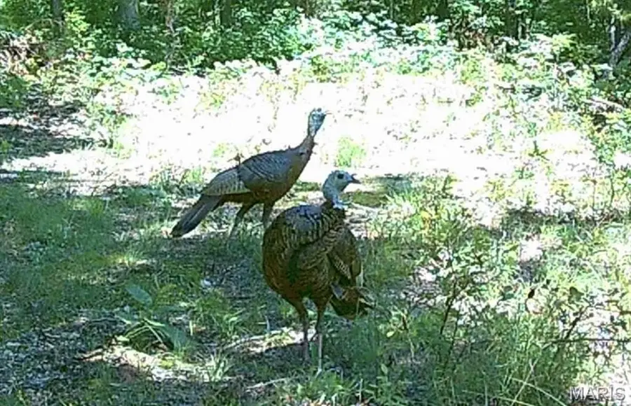 11293 Hartville Road, Licking, MO 65542 - #2