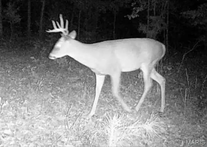 11293 Hartville Road, Licking, MO 65542 - #3