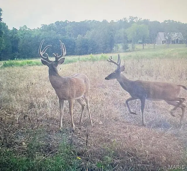 18 ACRES Elk Head Road, Bland, MO 65014 - #2