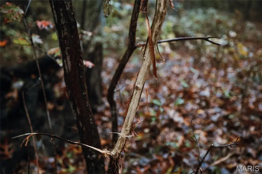 0 Lodge Tract 6 Road, Johnson, MO 65565 - #3