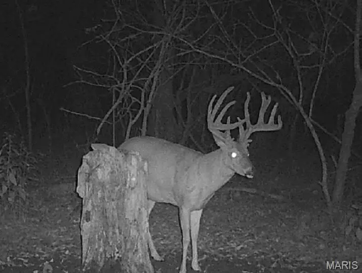 24939 Stormbreak Drive, Richland, MO 65556 - #3