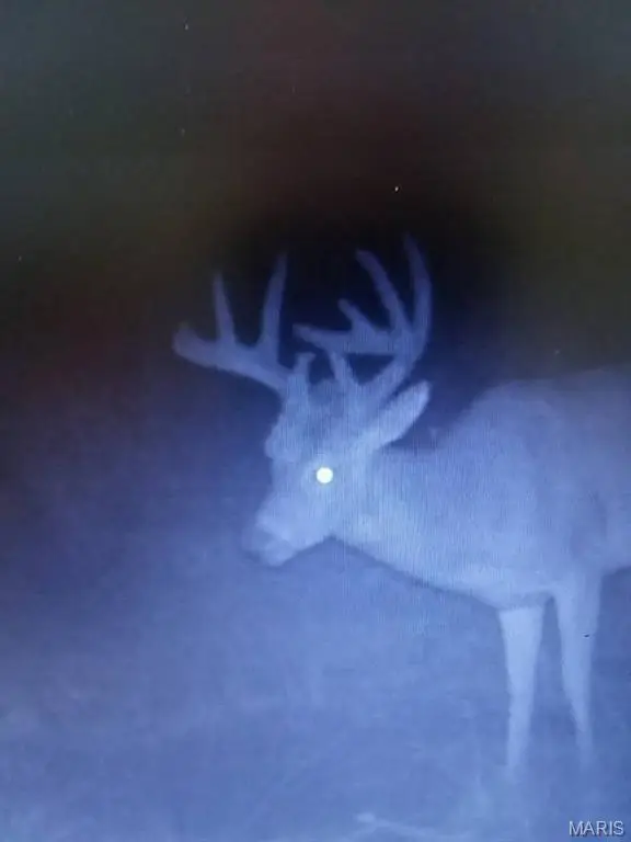 000 SE 1151 Road, Collins, MO 64738 - #3