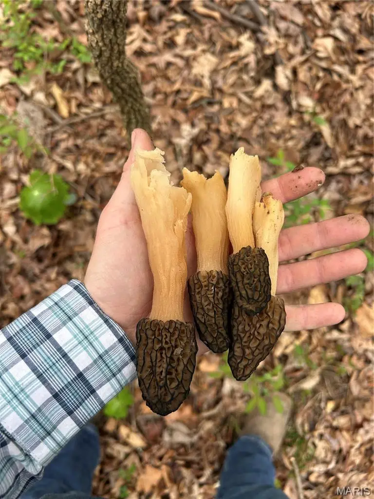 000 Metcalf Road, Iuka, IL 62849 - #3