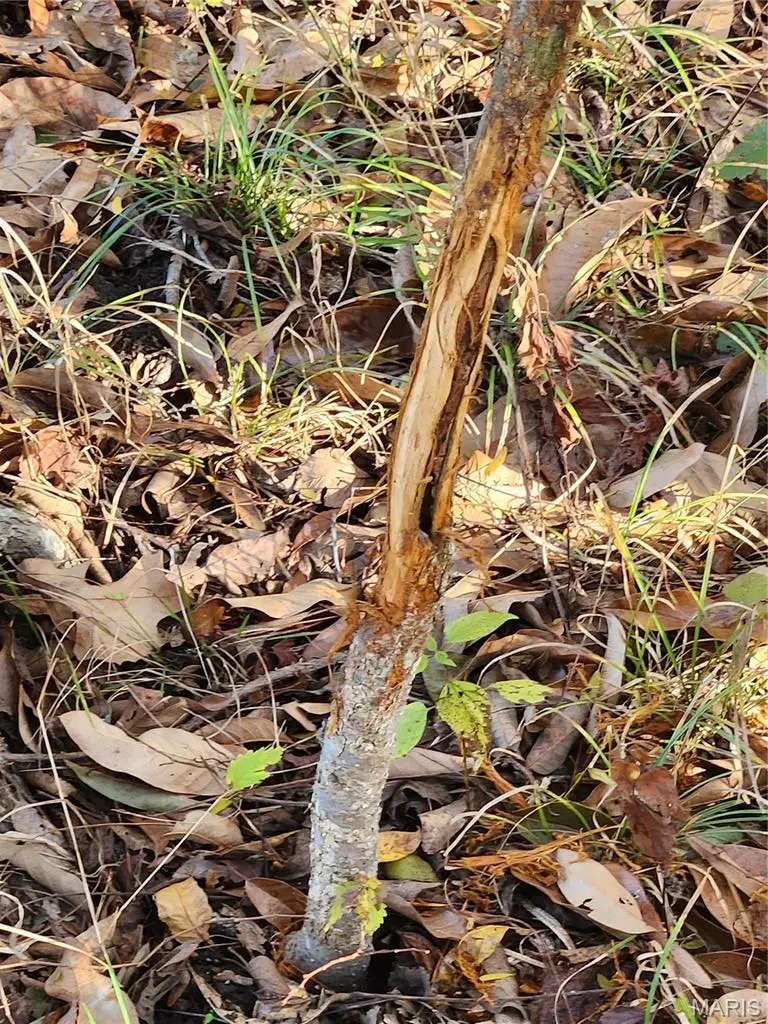 0 County Road 197 - Tract 6 (11+/- Acres), Williamsburg, MO 63388 - #3