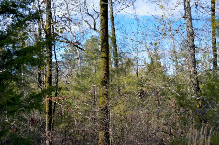 Dogwood Dr (lot 20), West Point, MS 39773 - #3