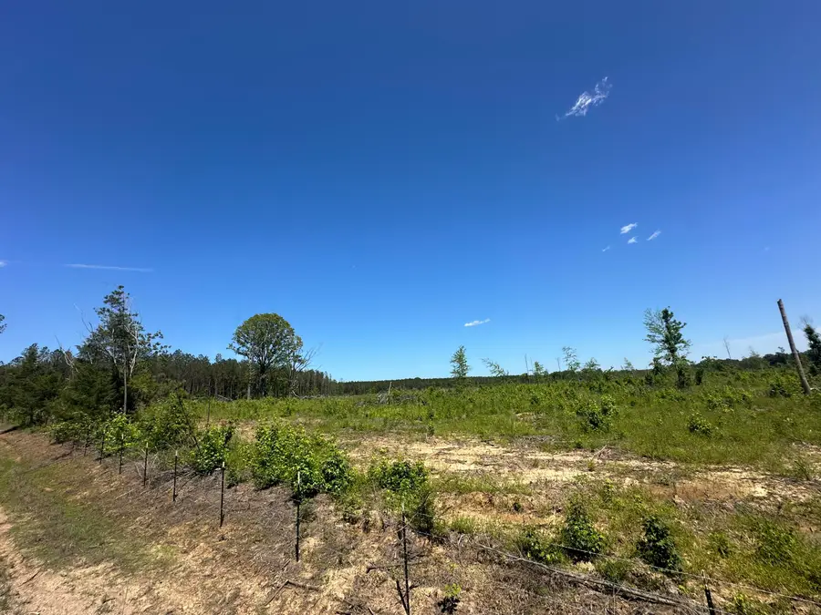 Bluitt Rd, Maben, MS 39750 - #2