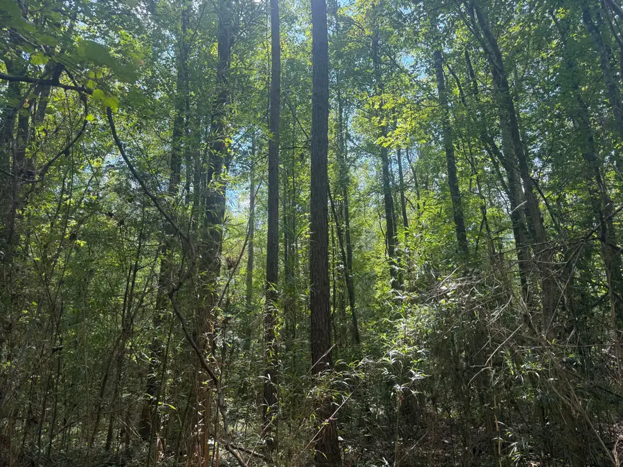 Hatcher Rd, Maben, MS 39750 - #2