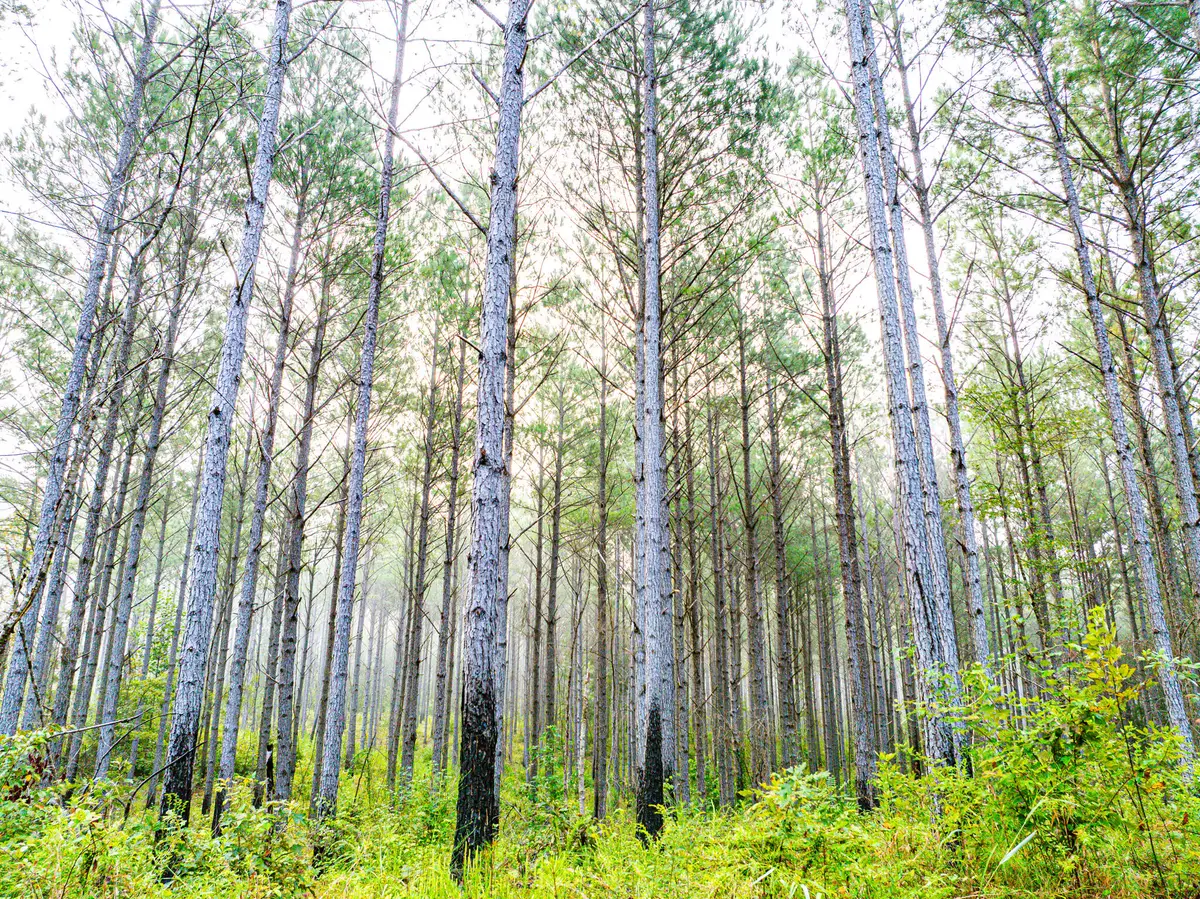 County Rd 5131, Booneville, MS 38829 - #1