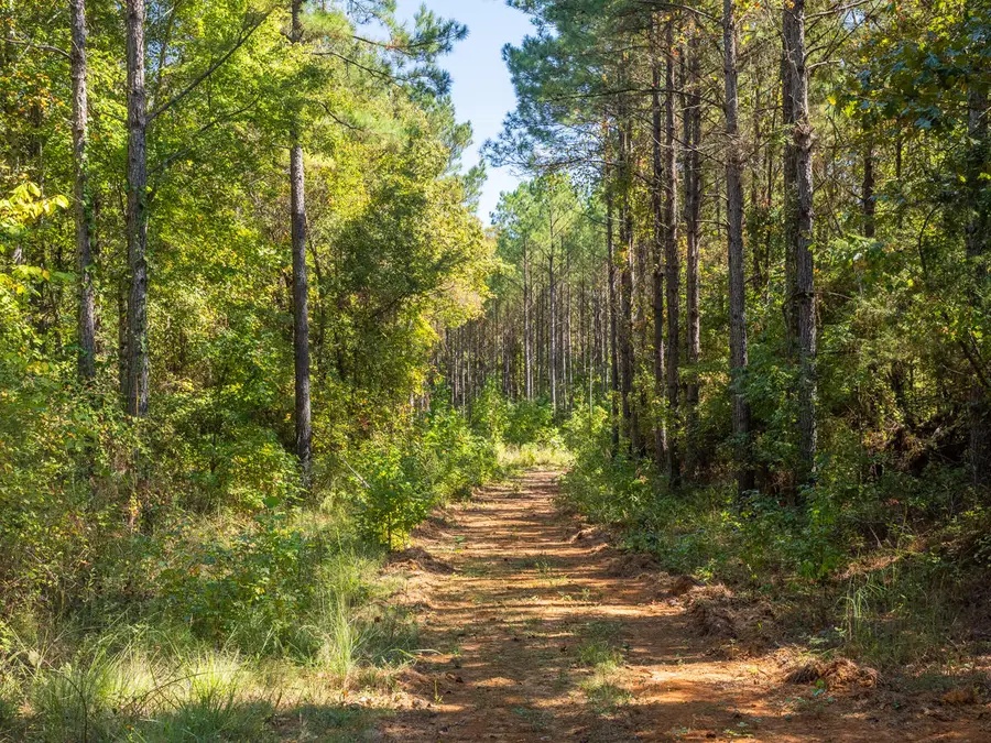 County Road 210, Pittsboro, MS 38951 - #2