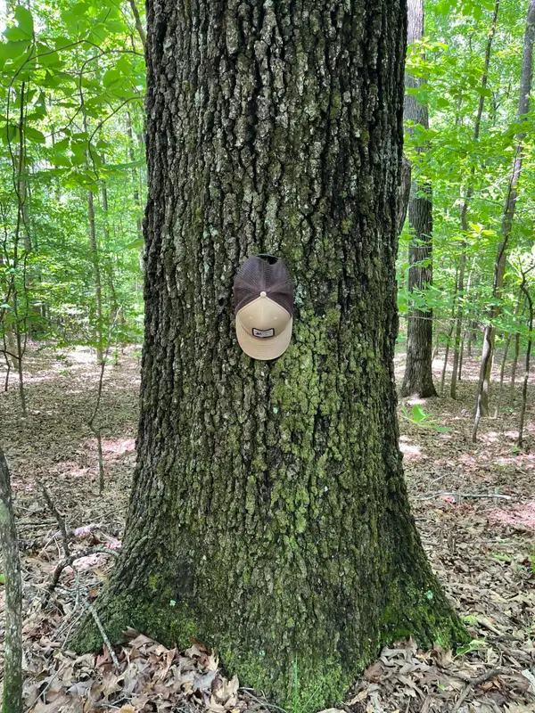 50196 Splunge Rd, Greenwood Springs, MS 38848