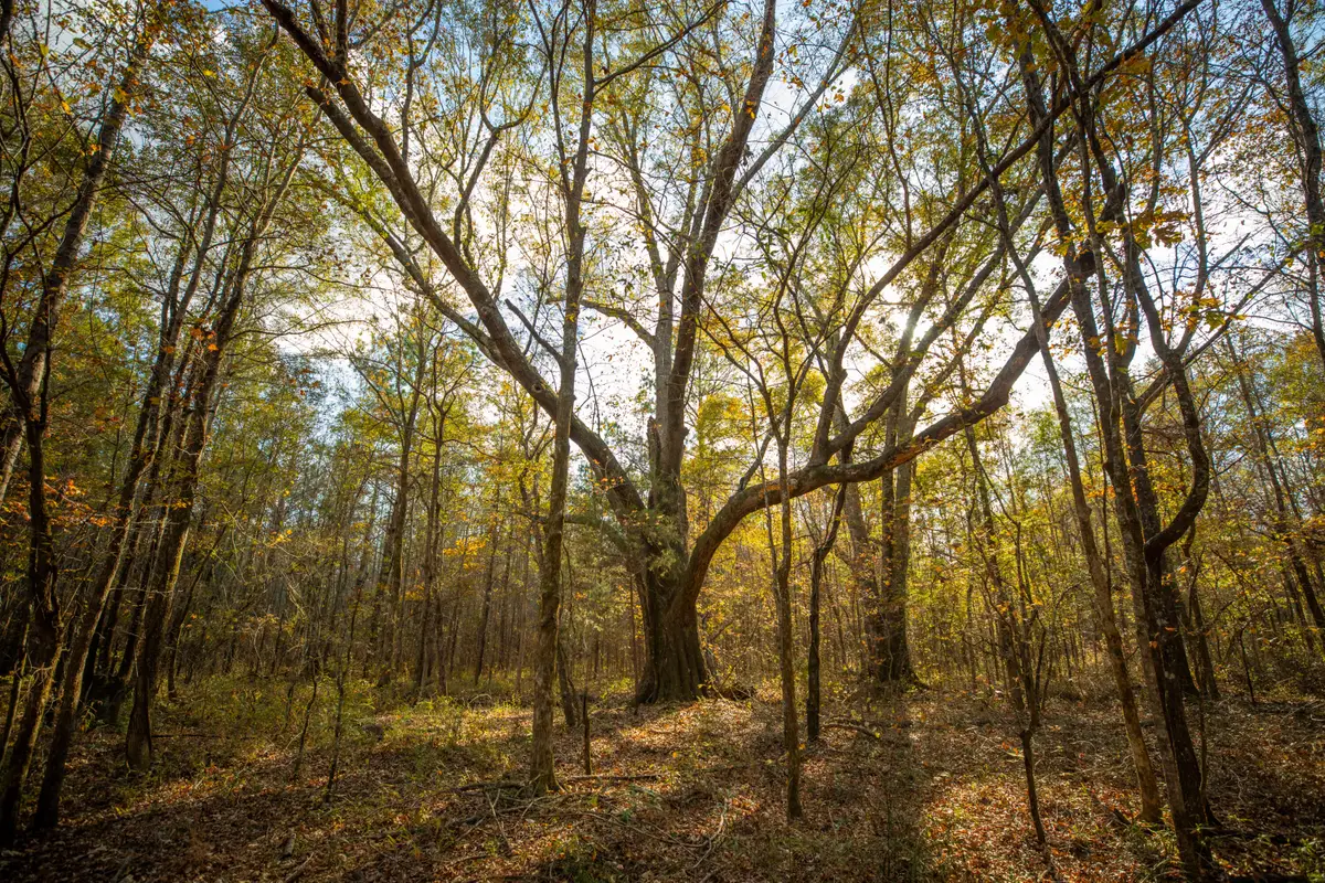 Pheba-beasley, Pheba, MS 39755 - #1