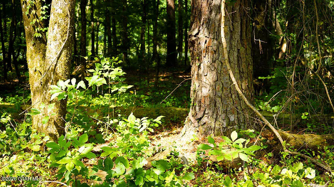 Lot7 Cypress Point, Brooksville, MS 39739 - #1