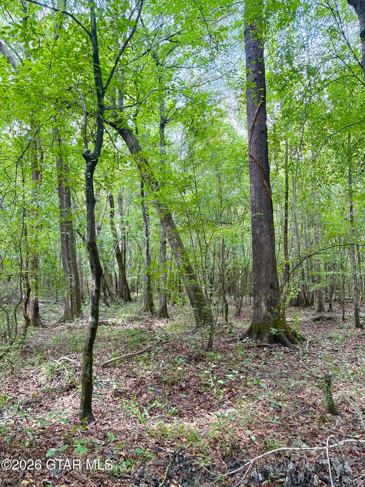 County Road 303, Mathiston, MS 39752 - #1