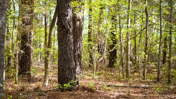 Payneville, Livingston, AL 35470