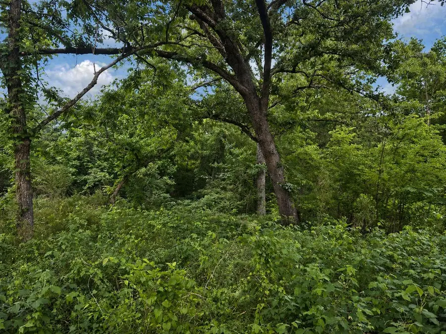 Grass, Starkville, MS 39759 - #3