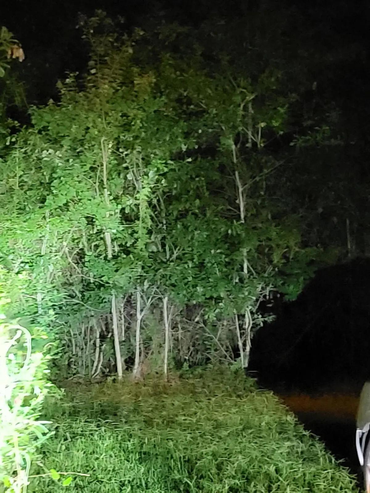 Lot of 3 Satcher Drive, Picayune, MS 39466 - Image #1