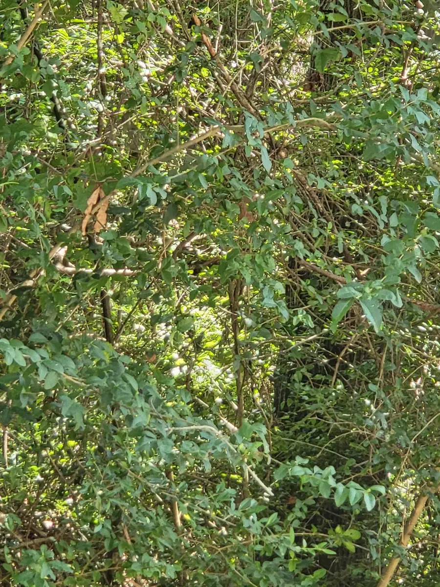 Lot #1047 Edgewood Cir., Carriere, MS 39426 - #3