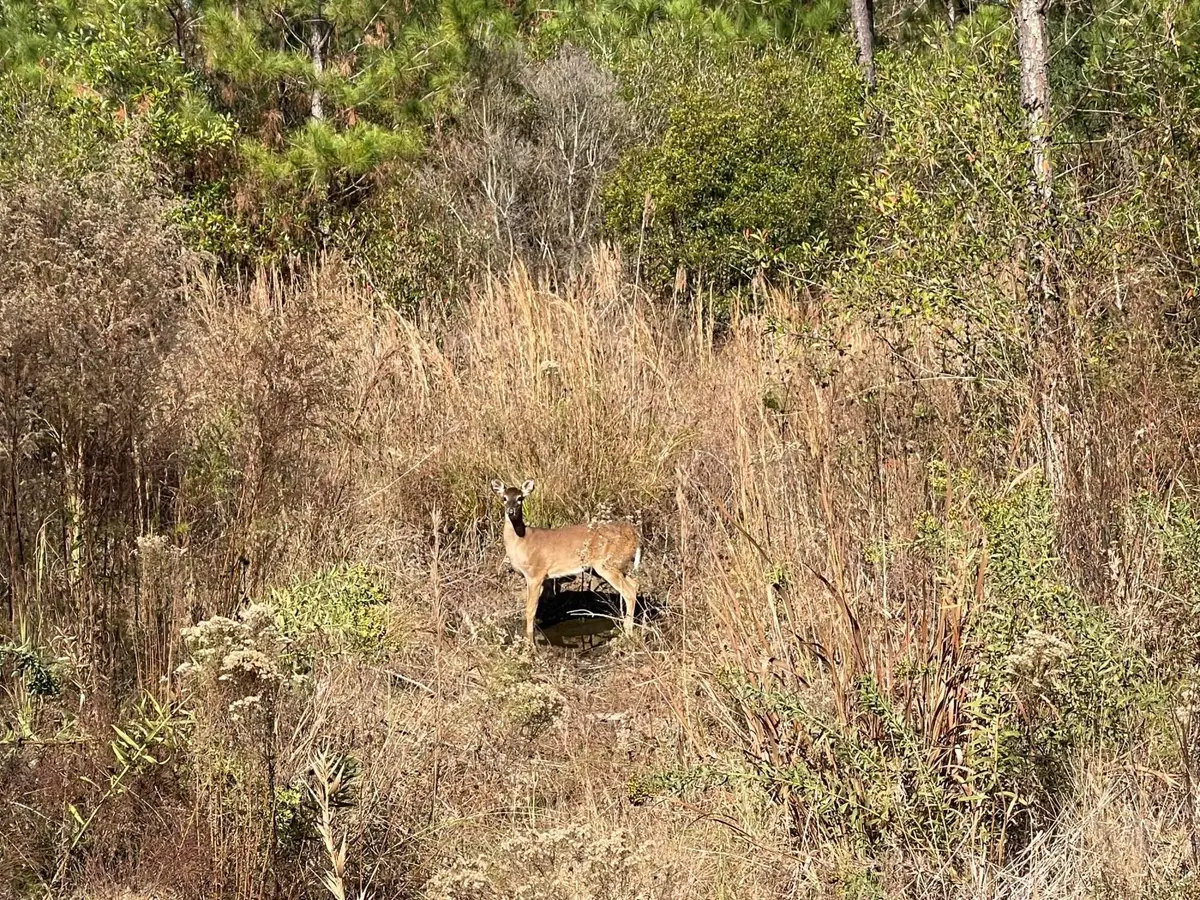 00 Stanford Lake Rd., Poplarville, MS 39470 - Image #1