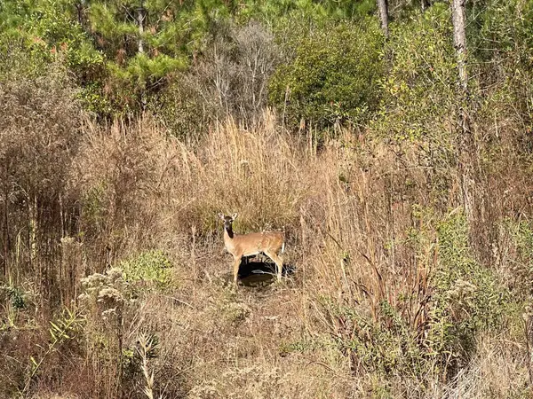 00 Stanford Lake Rd., Poplarville, MS 39470