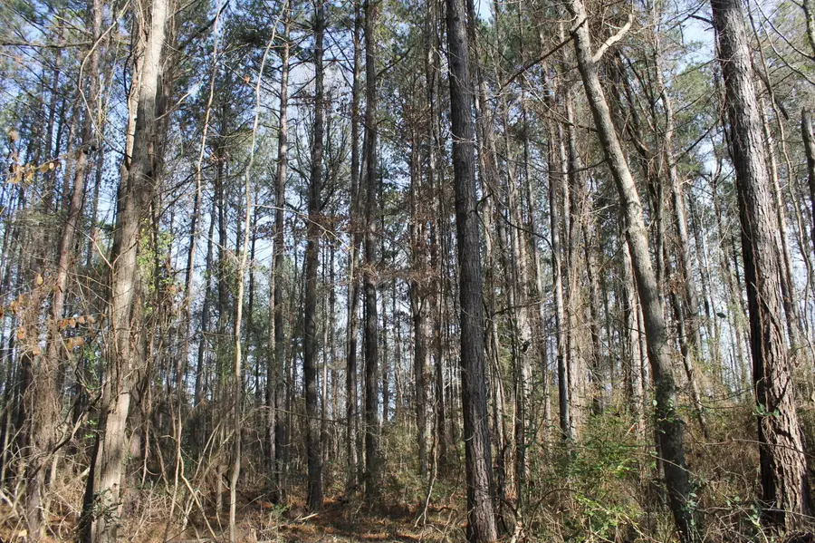 TBD Riverbend Road, Columbia, MS 39429 - Image #3