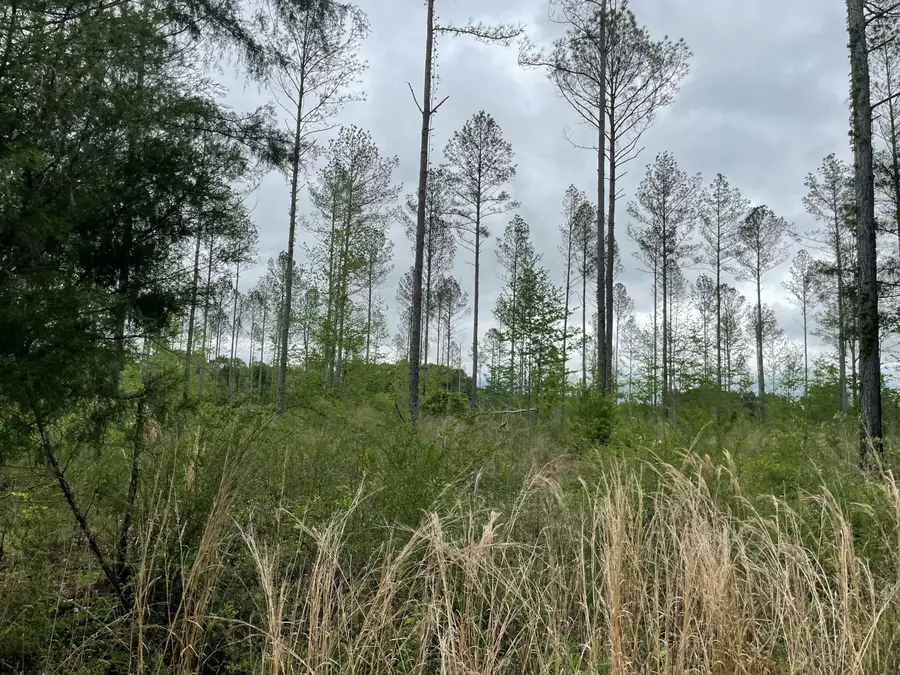 Lot E River Bend Rd, Columbia, MS 39429 - Image #3