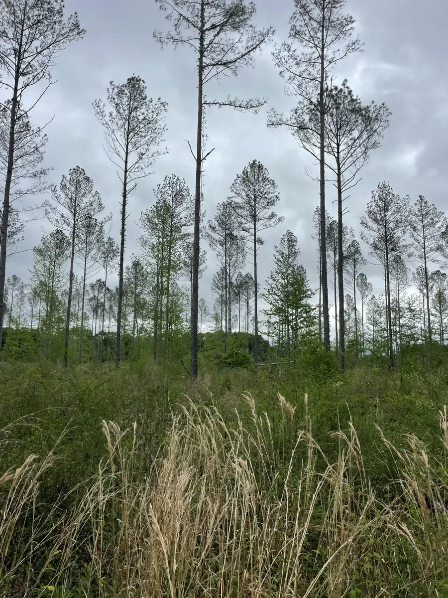 Lot J Easement Off Of River Bend Rd, Columbia, MS 39429 - Image #2