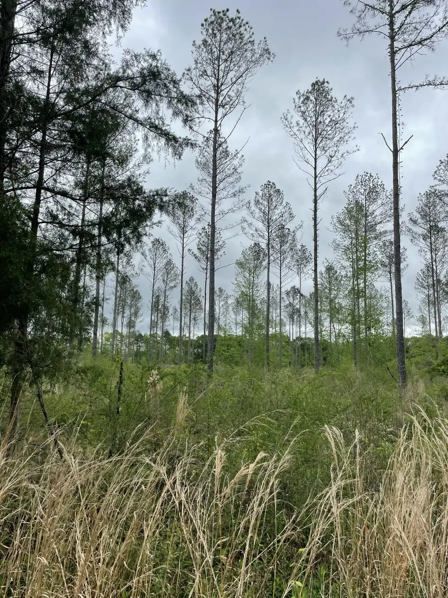 Lot J Easement Off Of River Bend Rd, Columbia, MS 39429 - Image #3