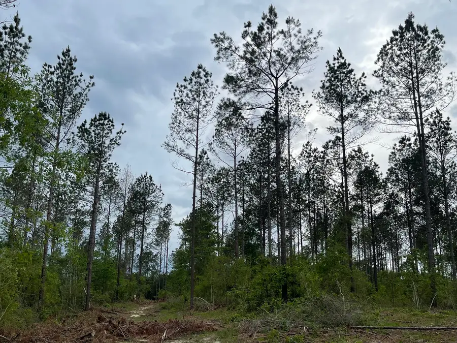 01 Tiner Rd., Waynesboro, MS 39367 - Image #3