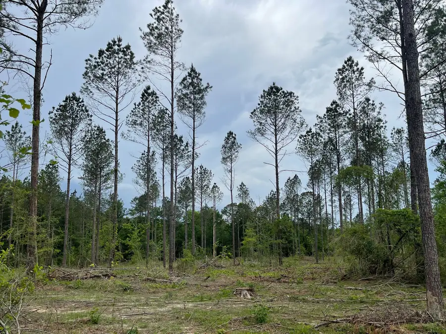 02 Tiner Rd., Waynesboro, MS 39367 - Image #3