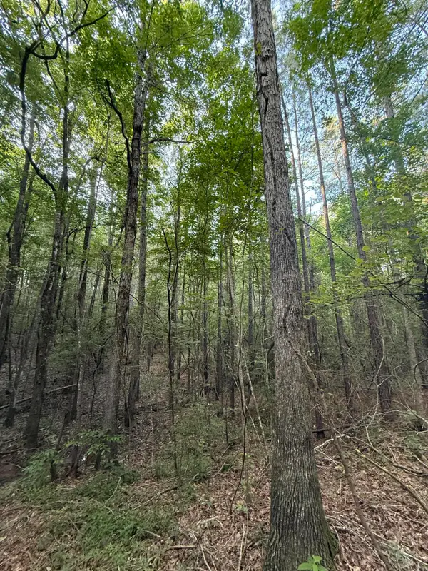 40 +/- Acres Hwy 35, Mount Olive, MS 39119