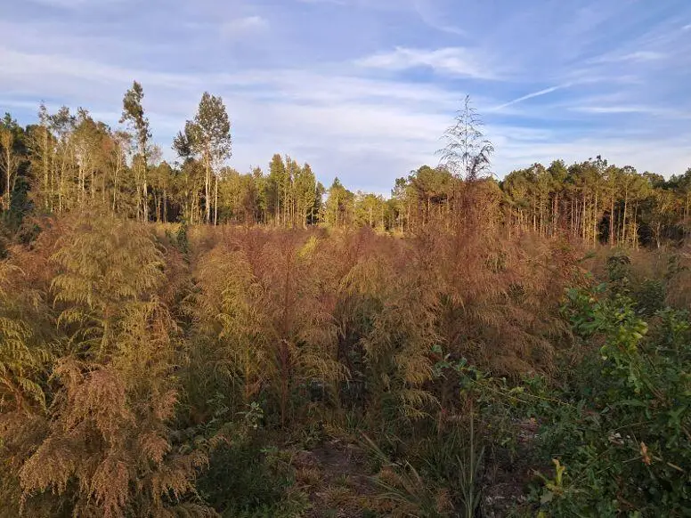 00 Kirklin Rd., Tylertown, MS 39667 - Image #3